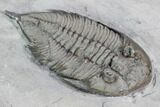 Dalmanites Trilobite Fossil - New York #99083-2